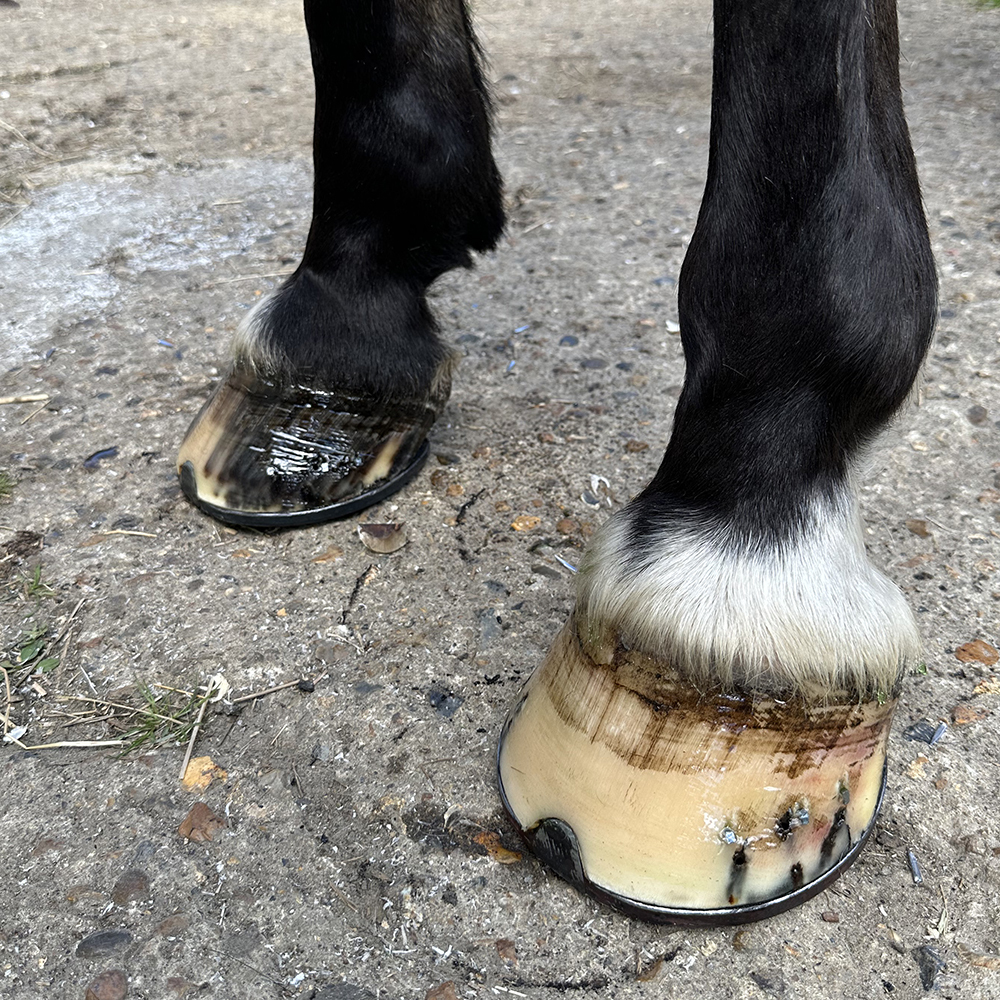 Healthy Horse Feet Shod by Farrier Sam Dracott