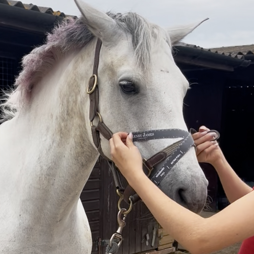 Using the Henry James Saddlery Measuring Tape for Bridle