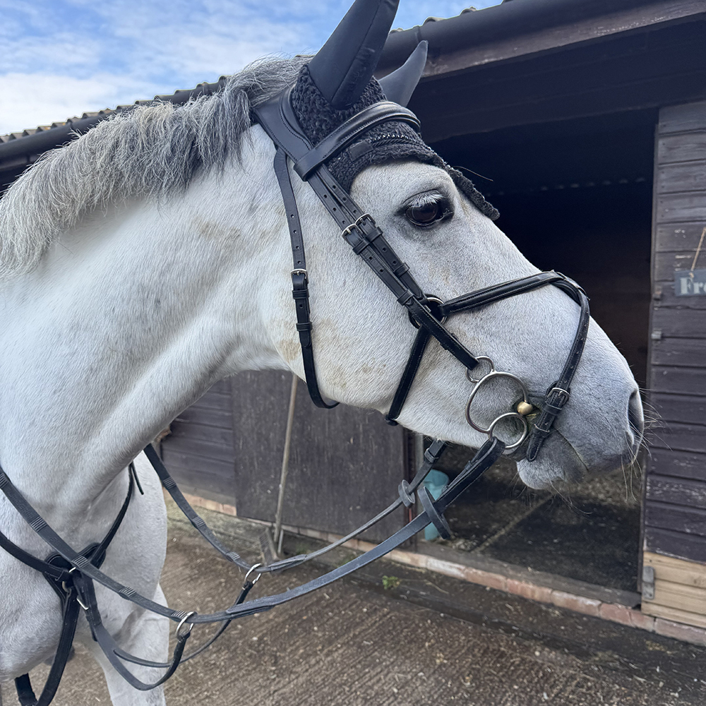White Horse wearing Henry James Saddlery Bridle