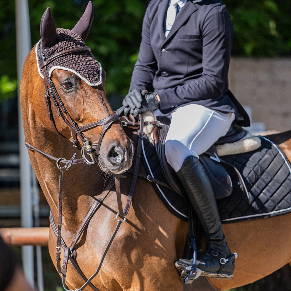Horse and rider ready for show jumping class