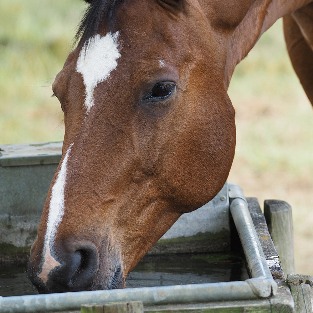 Horse drinking from trough in heatwave