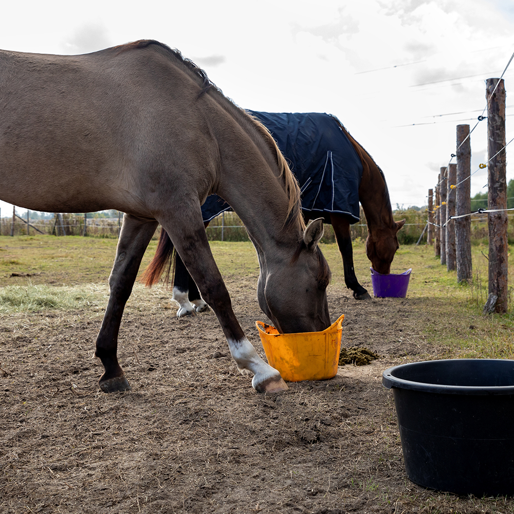 Horse eating balanced feed to support hoof health