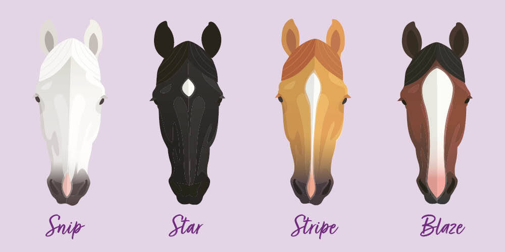 Different horse face markings Different horse face markings