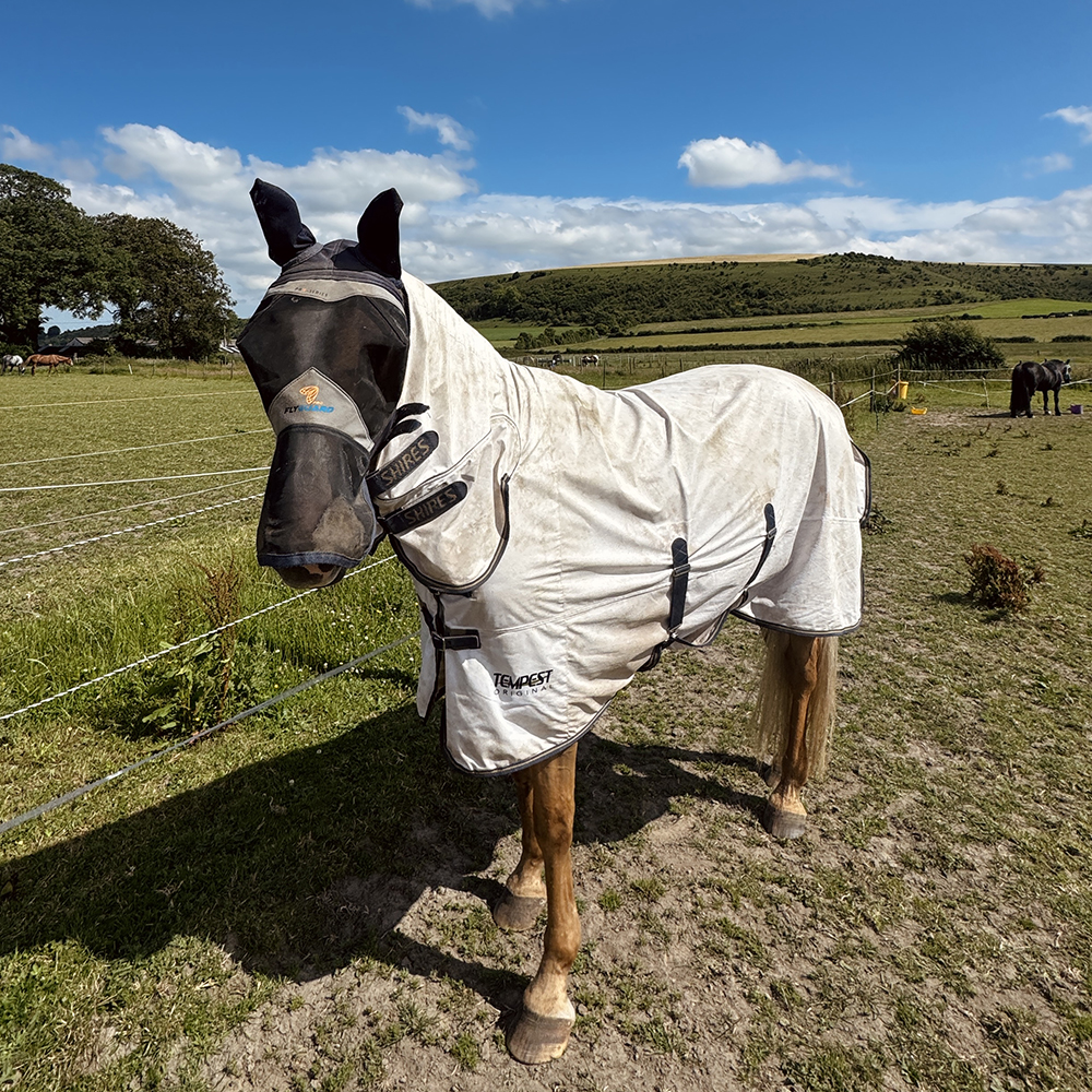 Horse in field wearing Tempest Original Combo Fly Rug Horse in field wearing Tempest Original Combo Fly Rug
