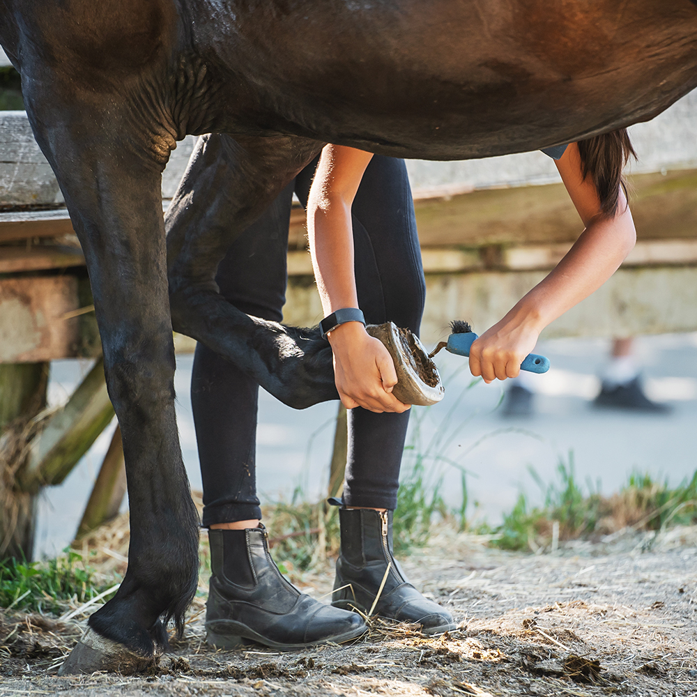Horse owner picking out horse's hoof before riding