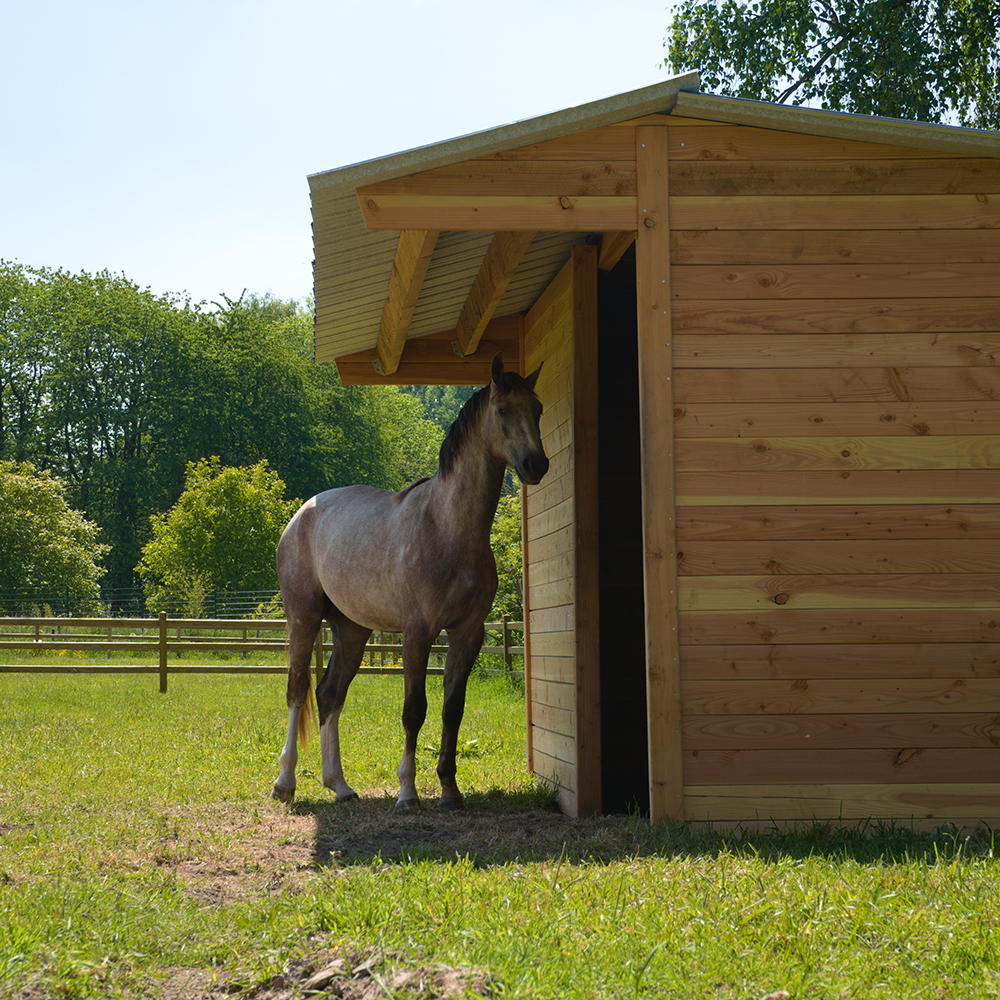 Horse stood in the shade of field shelter on hot sunny day
