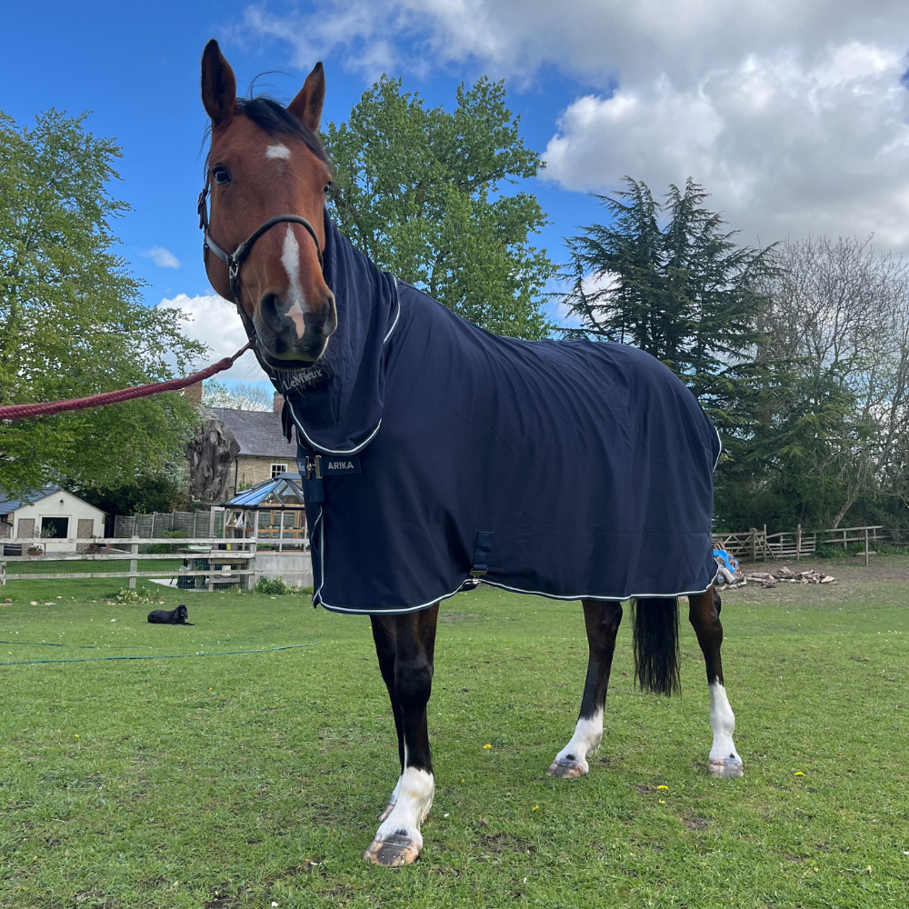 Horse Wearing LeMieux Arika DryEase Drying Rug After Bath Horse Wearing LeMieux Arika DryEase Drying Rug After Bath