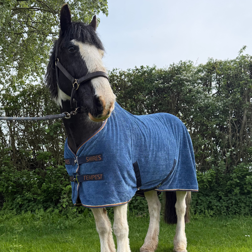 Coloured cob wearing Shires Horse Drying Rug after bathing Coloured cob wearing Shires Horse Drying Rug after bathing