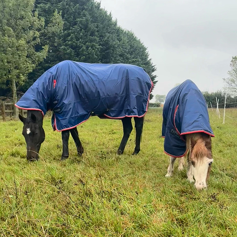 Horses grazing in field wearing Shires Typhoon Turnout Rugs
