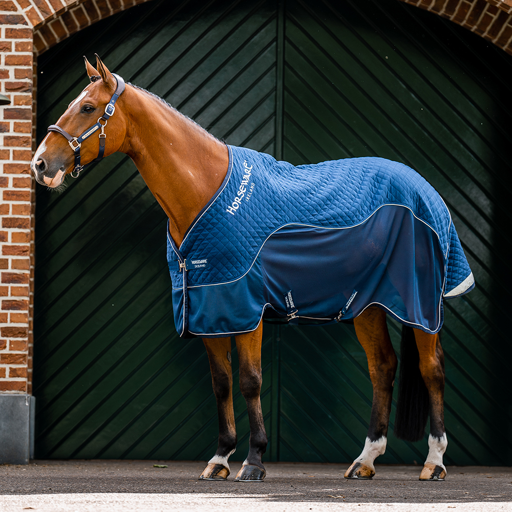Brown Horse wearing blue rug ready for travelling in a horse trailer or horse lorry