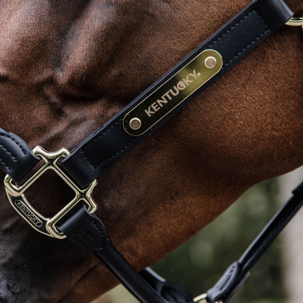 Horse wearing leather Kentucky headcollar in brown leather