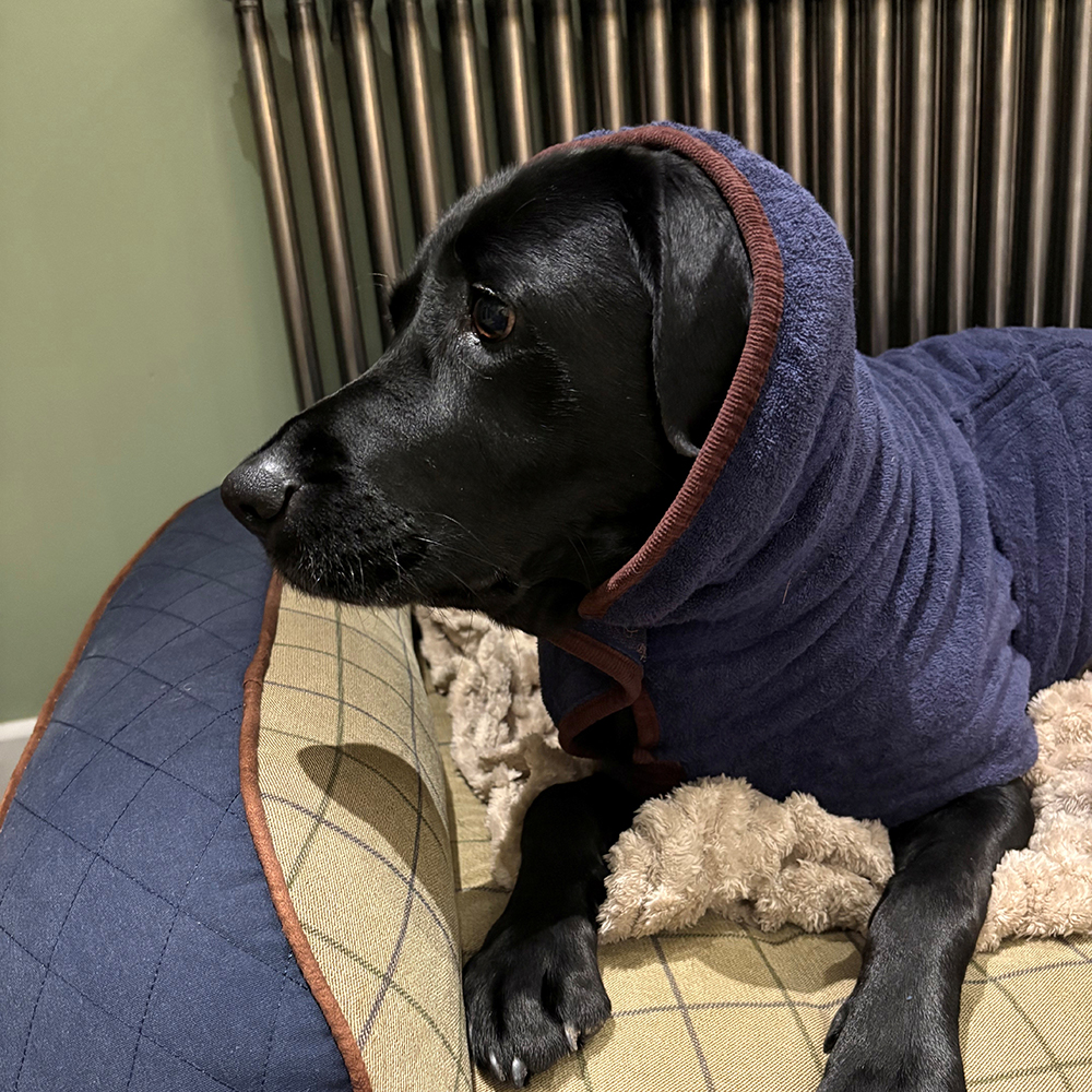 Labrador wearing Ruff & Tumble Drying Coat