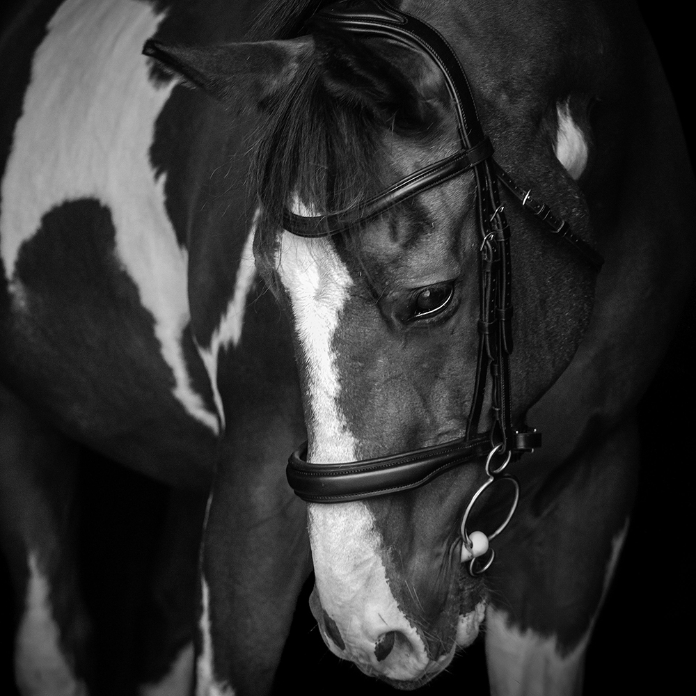 Laura Ness Photography Black & White equine Photography