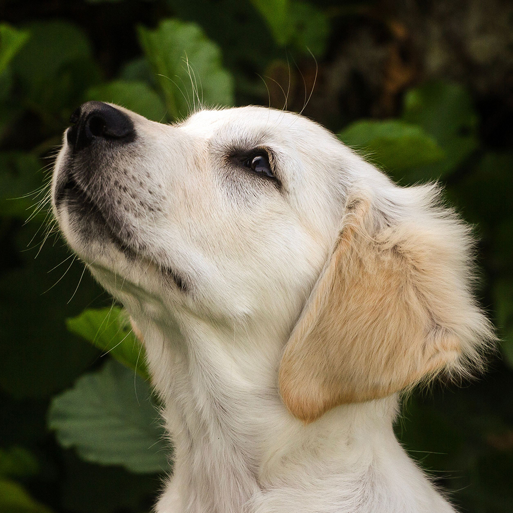 Laura Ness Photography Dog and Pet Photography