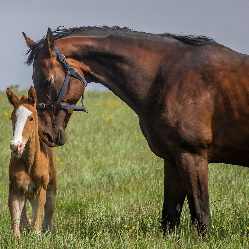 Laura Ness Photography Mare & Foal in Field