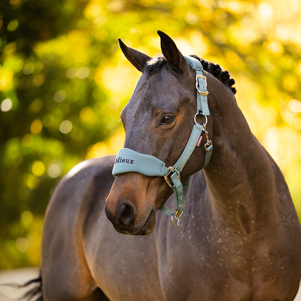 LeMieux Autumn Winter AW26 Aloe Headcollar