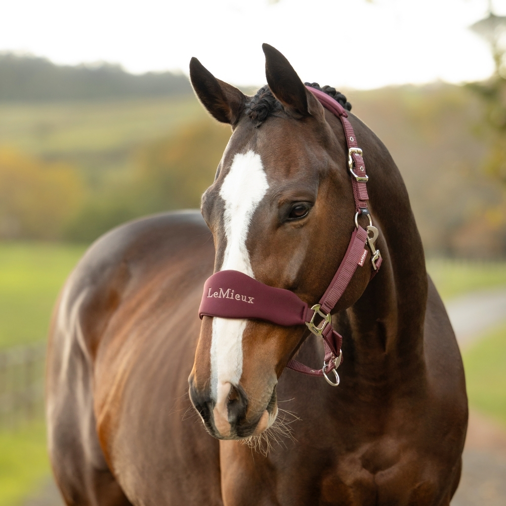 LeMieux Breakaway Vogue Headcollar and Lead Rope in Bramble AW26
