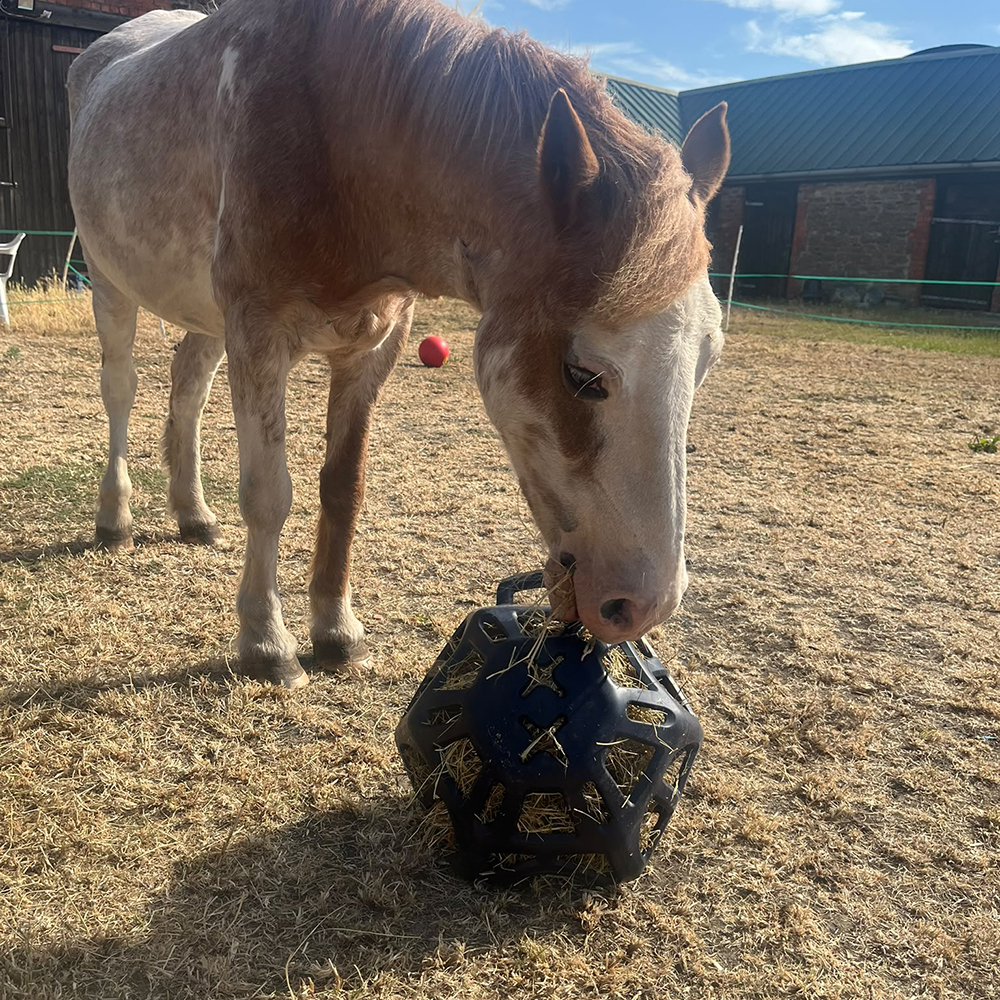 LeMieux Hay Ball filled with hay for slow feeding and stable enrichment LeMieux Hay Ball filled with hay for slow feeding and stable enrichment