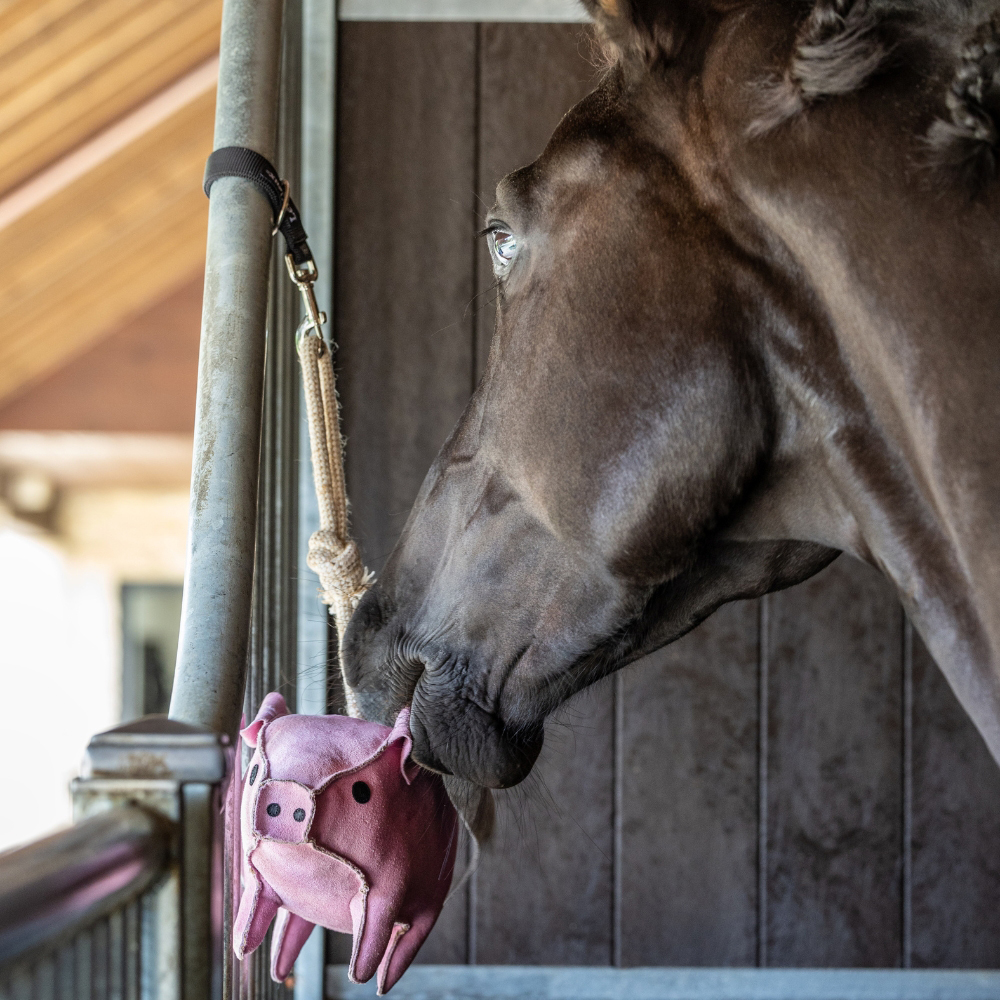 Black Horse in Stable Playing with LeMieux Stable Toy