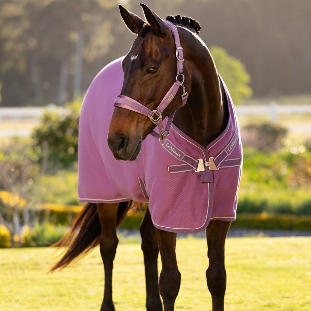 Bay horse wearing pink LeMieux Cooler Rug Bay horse wearing pink LeMieux Cooler Rug