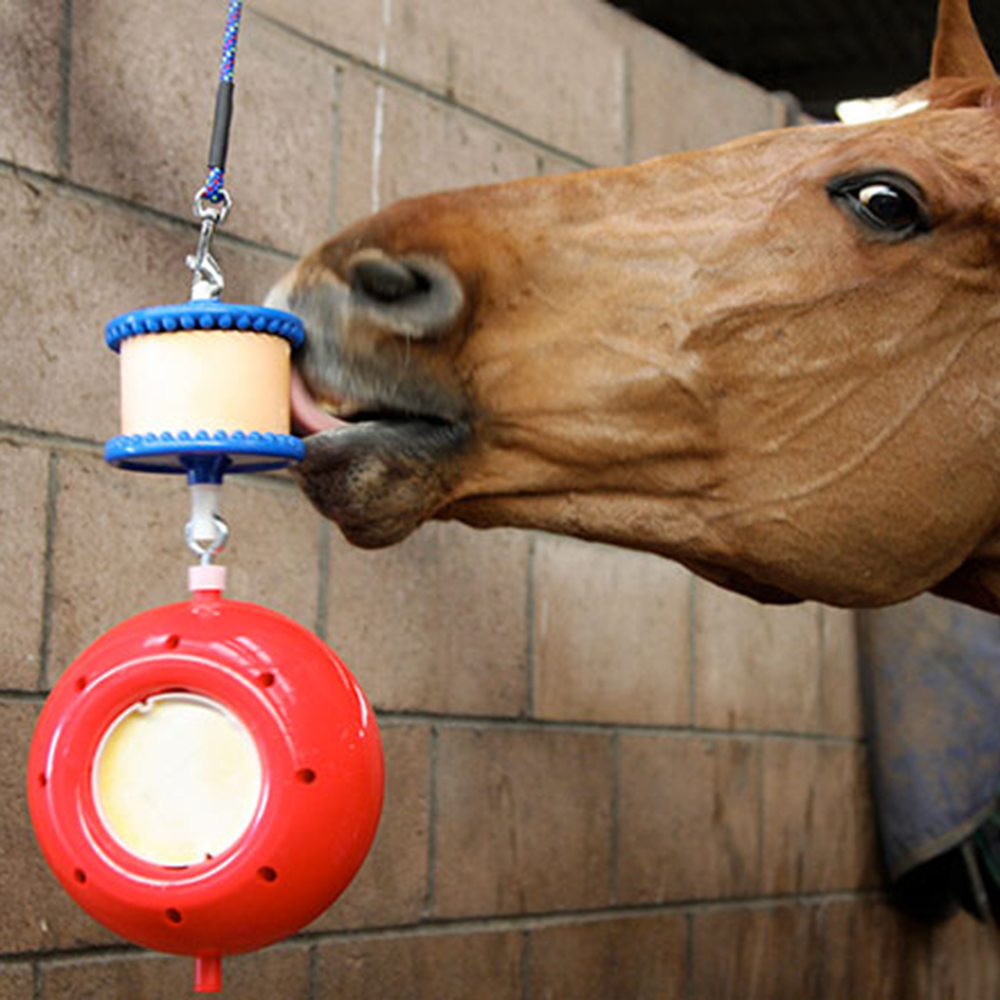 Horse in stable enjoying a Likit Horse Treat from a Likit Horse Treat Holder