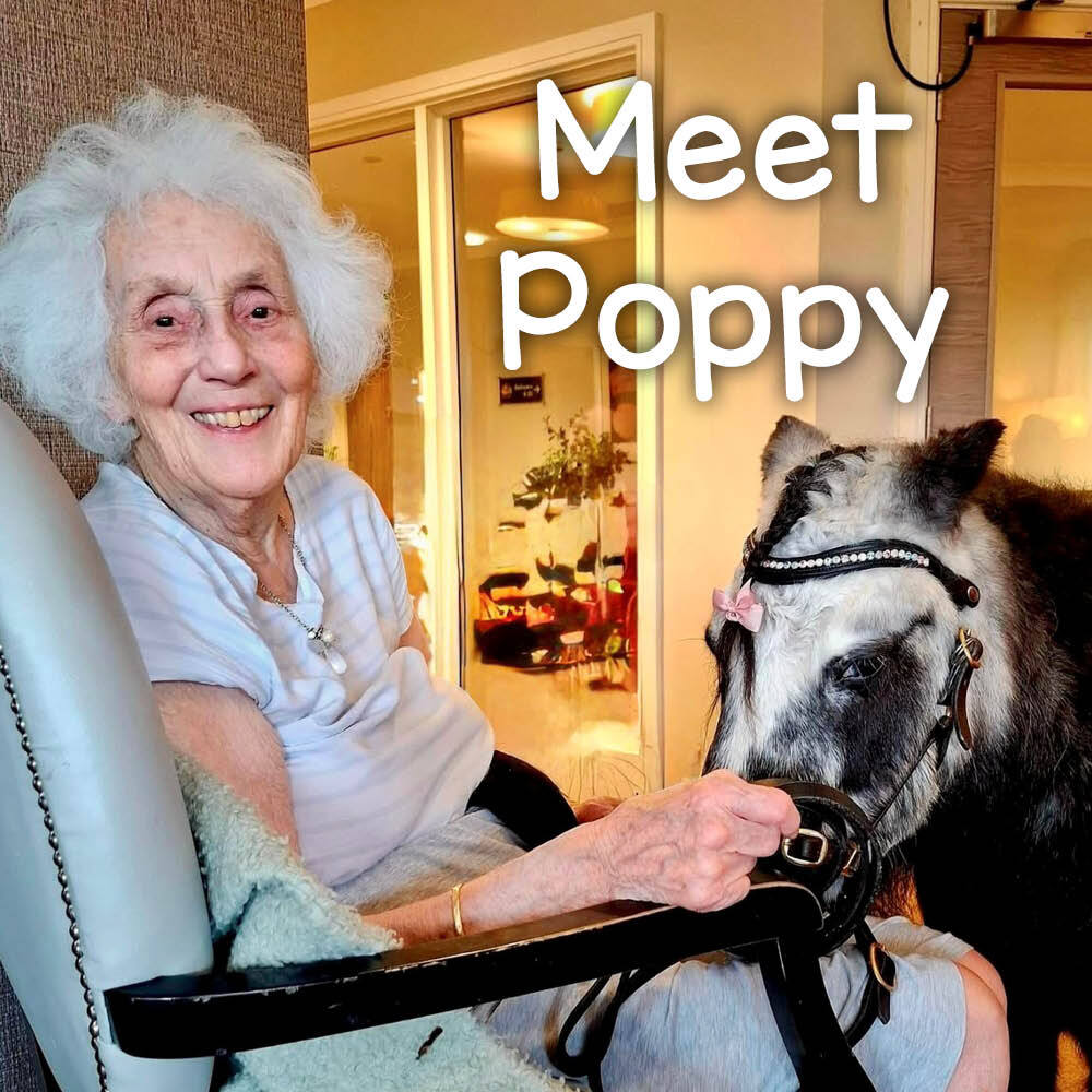 Dinky Therapy Pony Poppy in care home with elderly woman