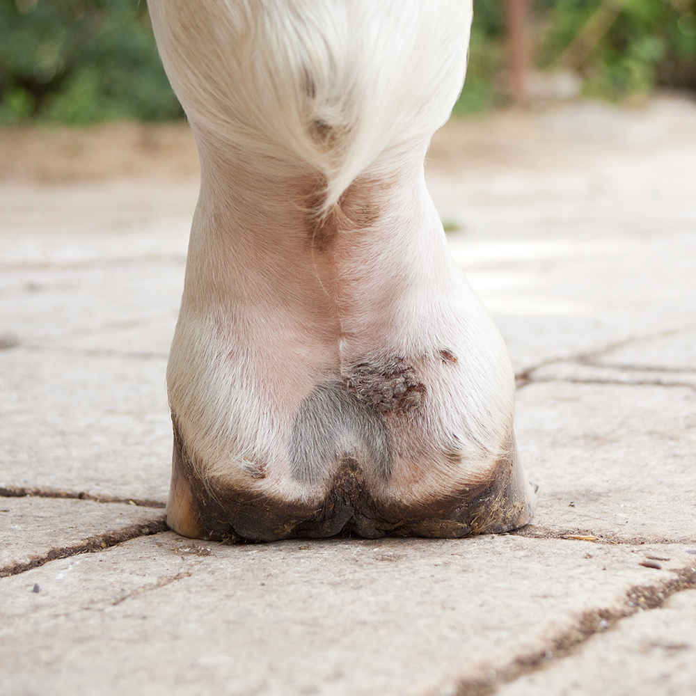 Mud Fever on Horse Heel