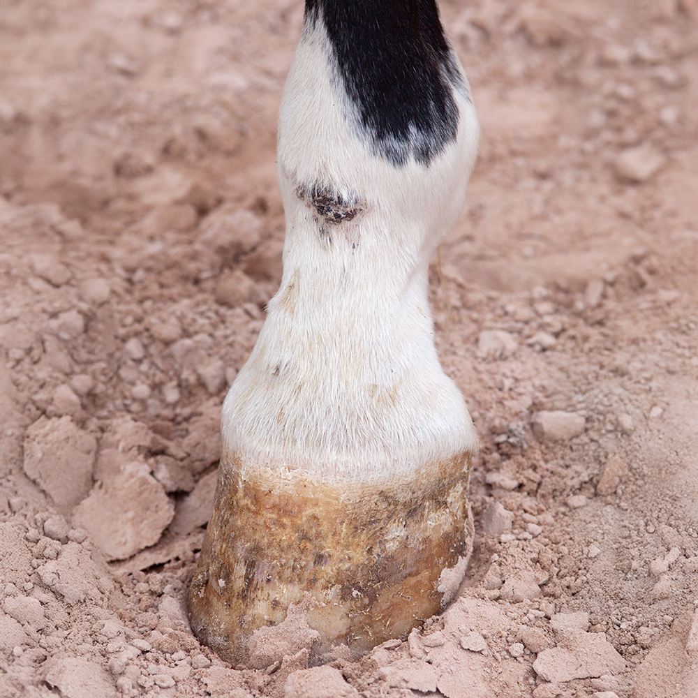 Close-up of mud fever scabs and lesions on a horse&rsquo;s pastern