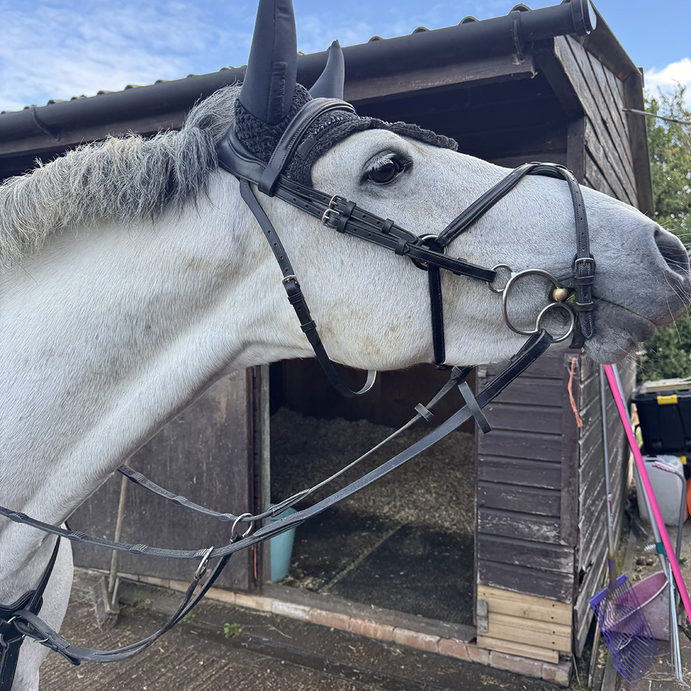 Henry James Saddlery Bridle on a white Horse