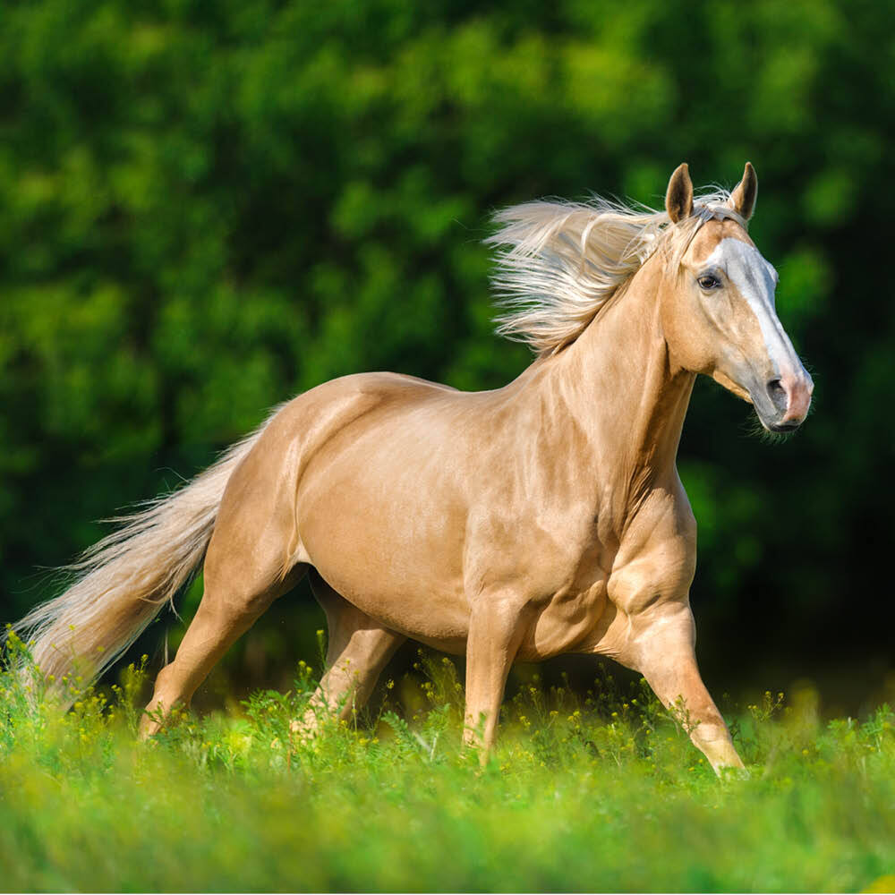 Palomino horse running through field Palomino horse running through field