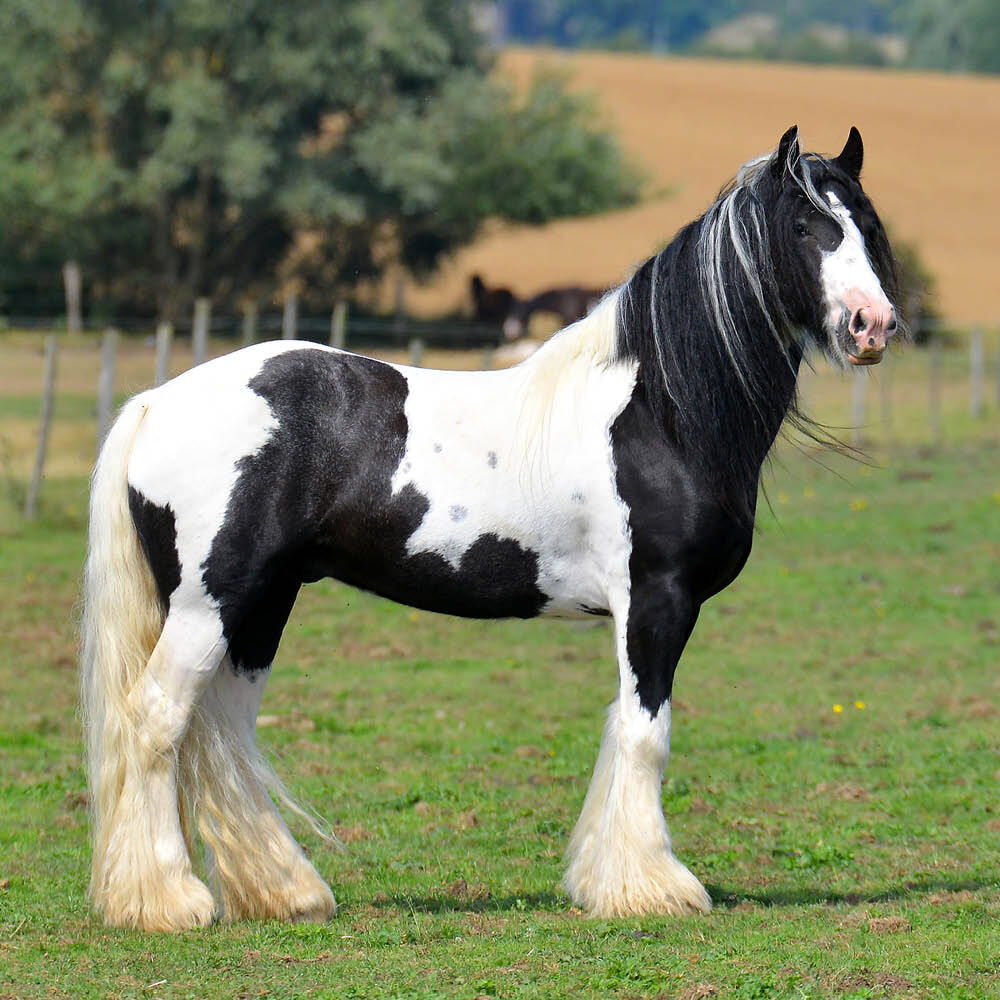 Piebald horse in field Piebald horse in field