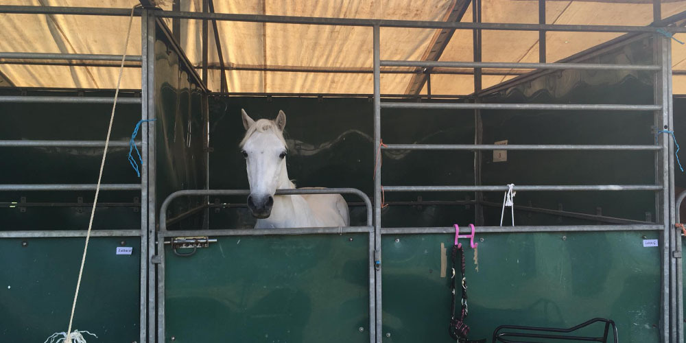 Horse in stable at Pony Club Camp