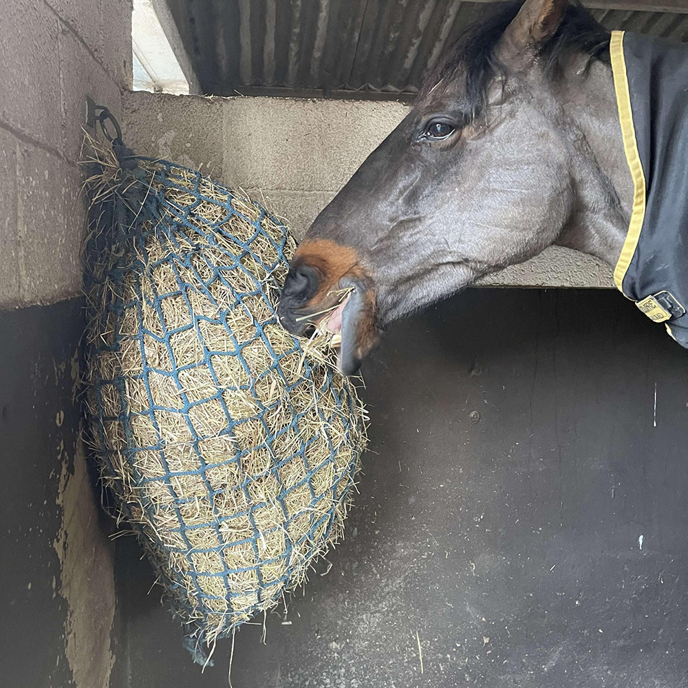 Horse in stable eating from a steady feeder hay net