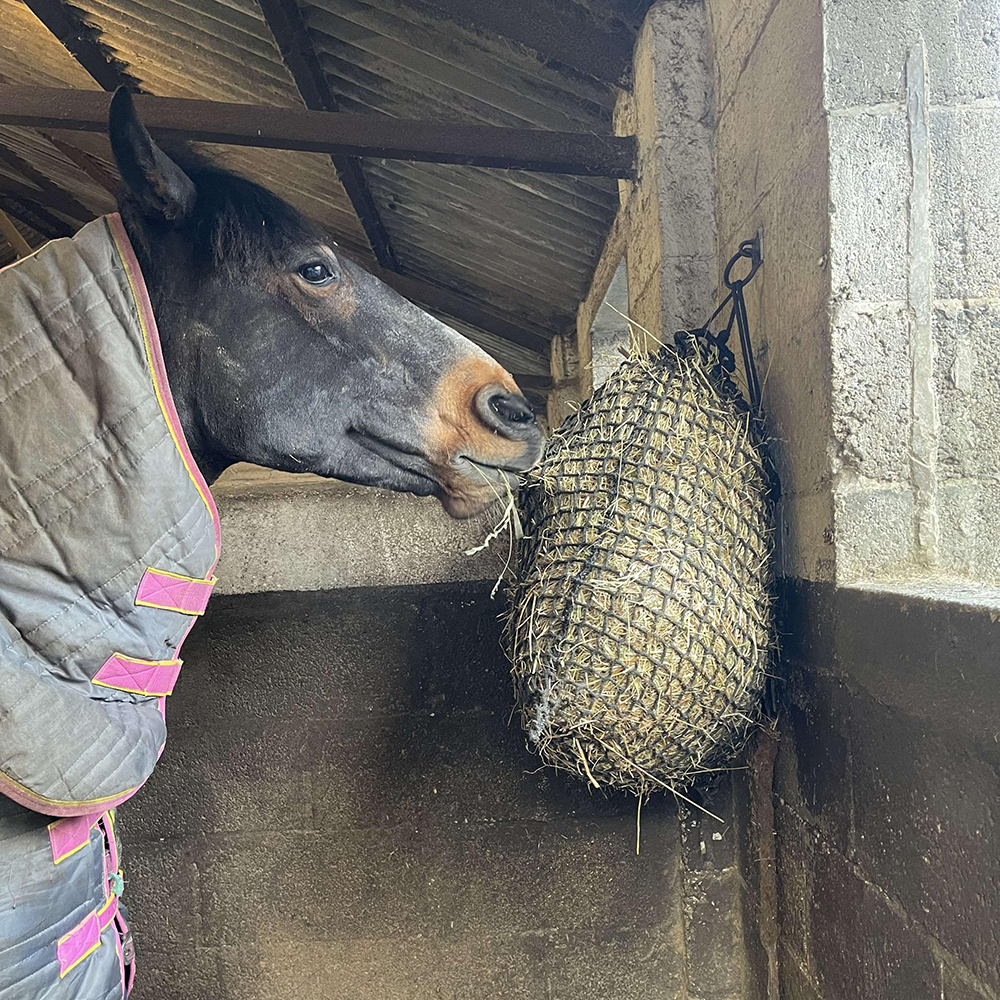 Horse in stable eating from a slow feeder hay net