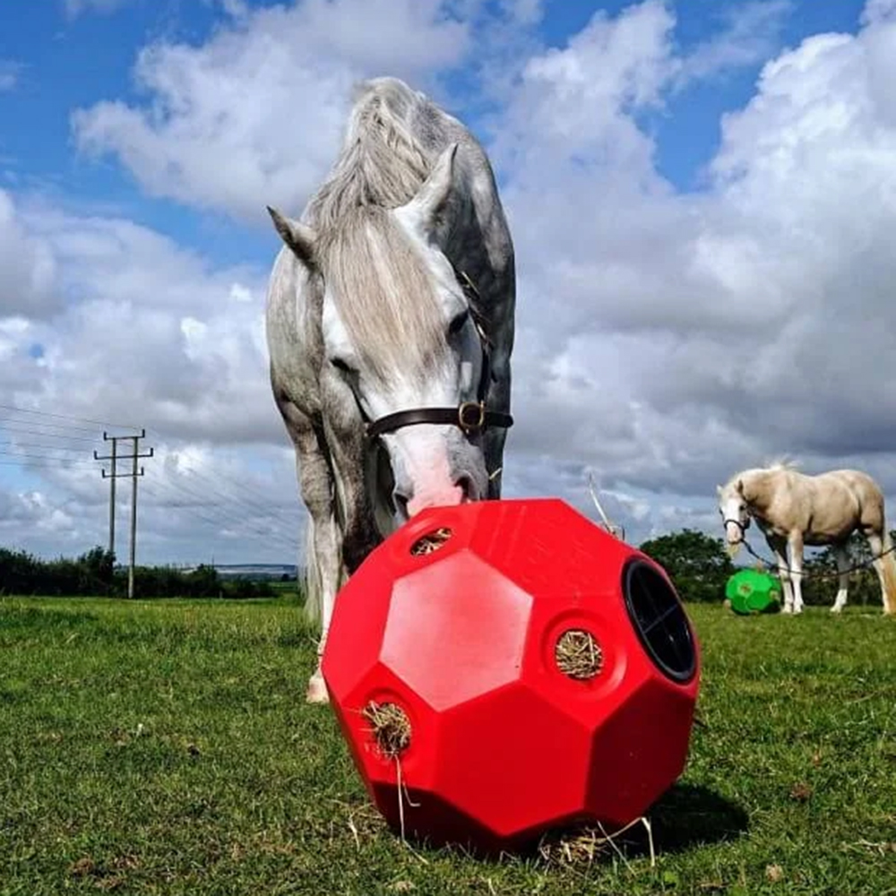 White horse in field eating hay from a hay ball horse toy