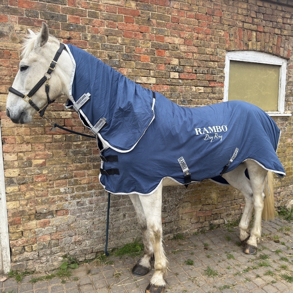 Horseware Rambo Horse Drying Rug on Horse After Bathing Horseware Rambo Horse Drying Rug on Horse After Bathing