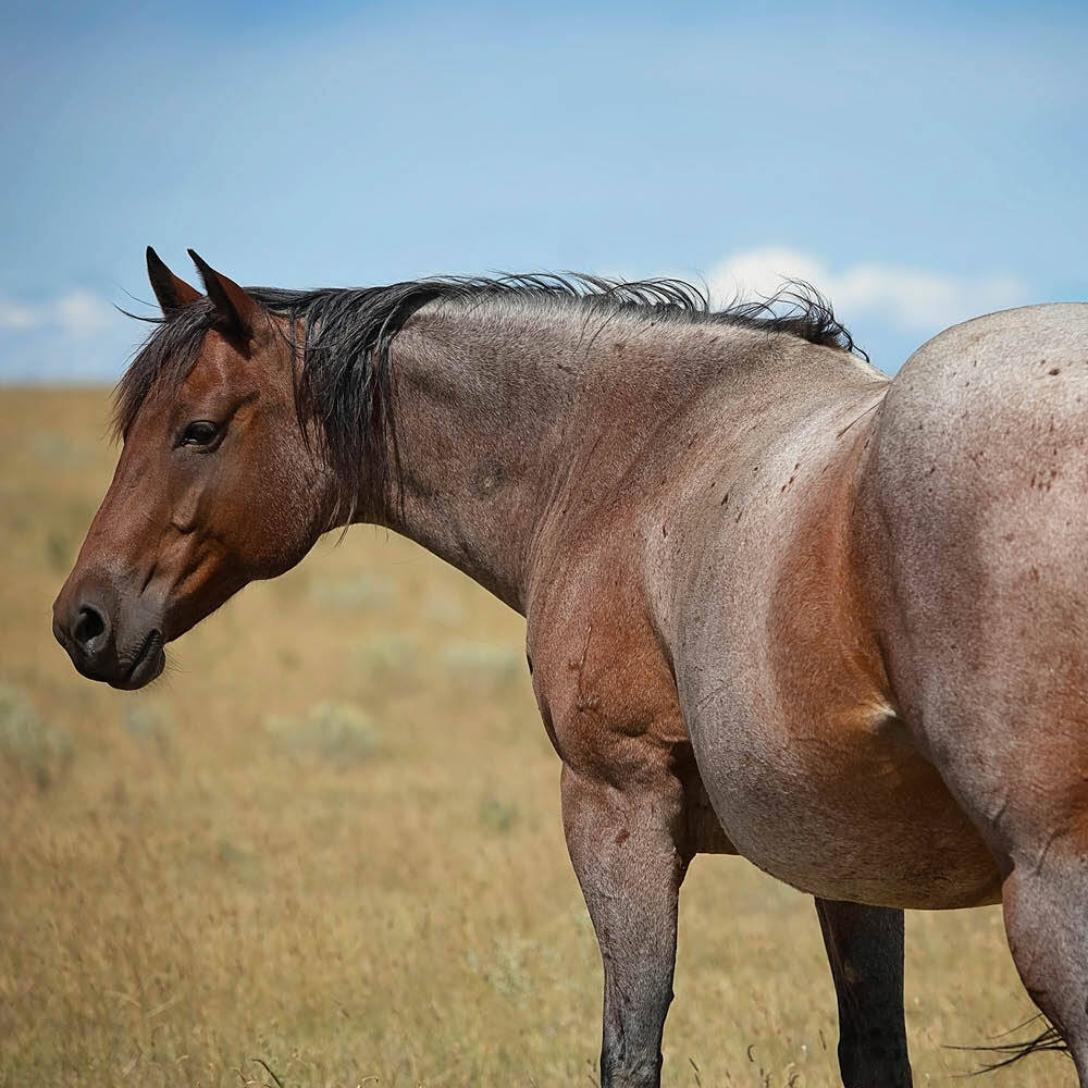 Red roan horse in field Red roan horse in field