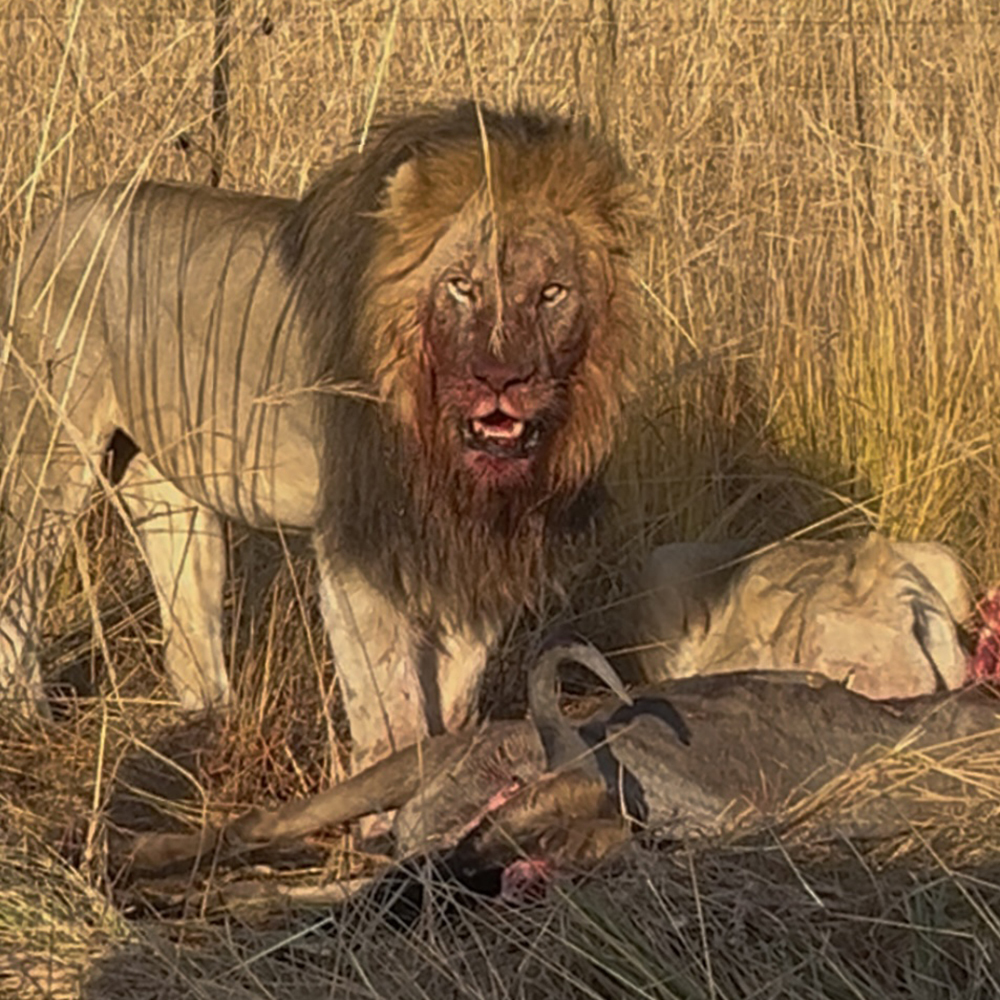 Witnessing a lion eating its prey during a horseback safari in the African wilderness