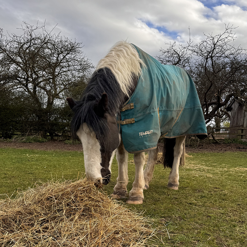 Shires Tempest Rug Review