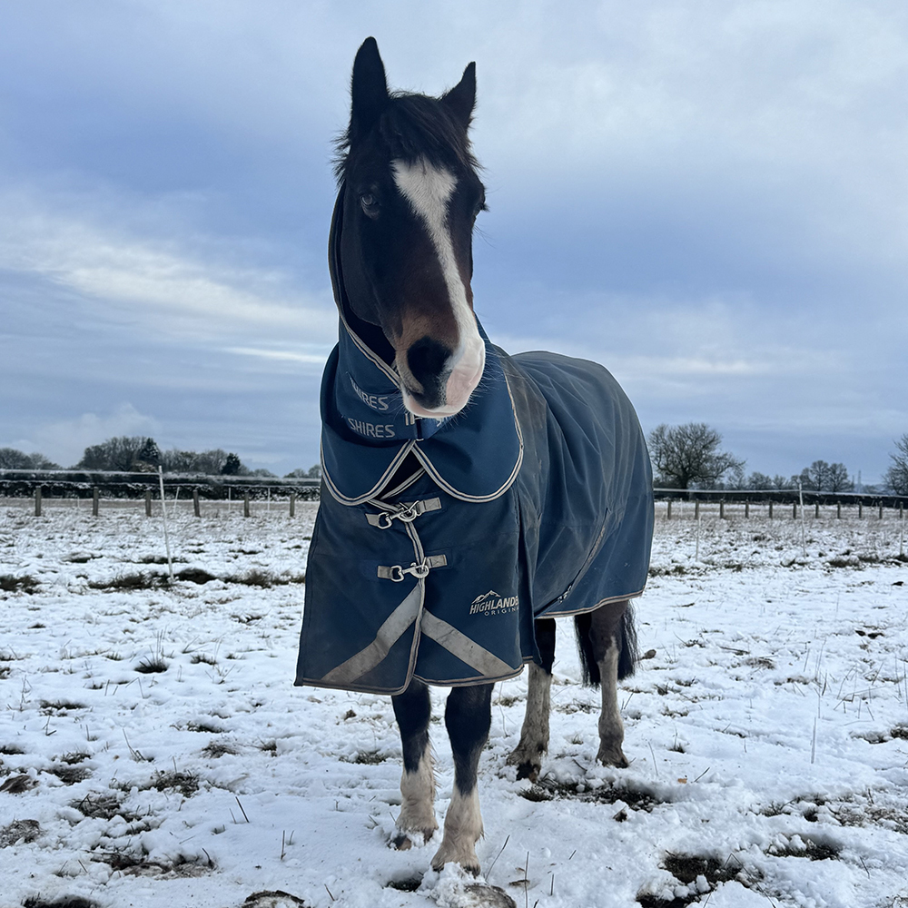 Shires Turnout Rug Review