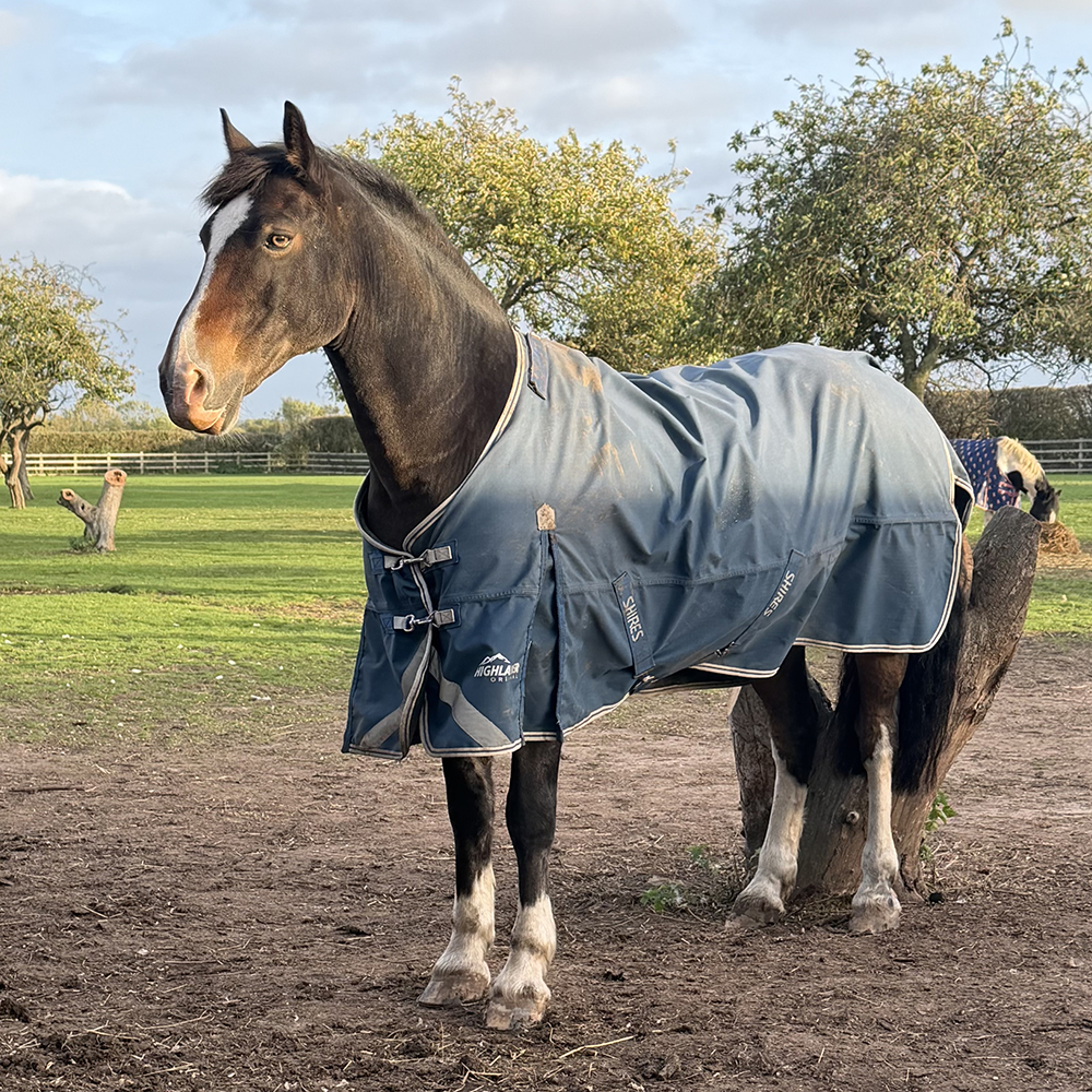 Shires Highlander Rug on a broader horse