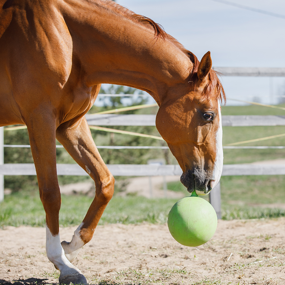 Chestnut horse in arena playing with green horse Jolly Ball Toy