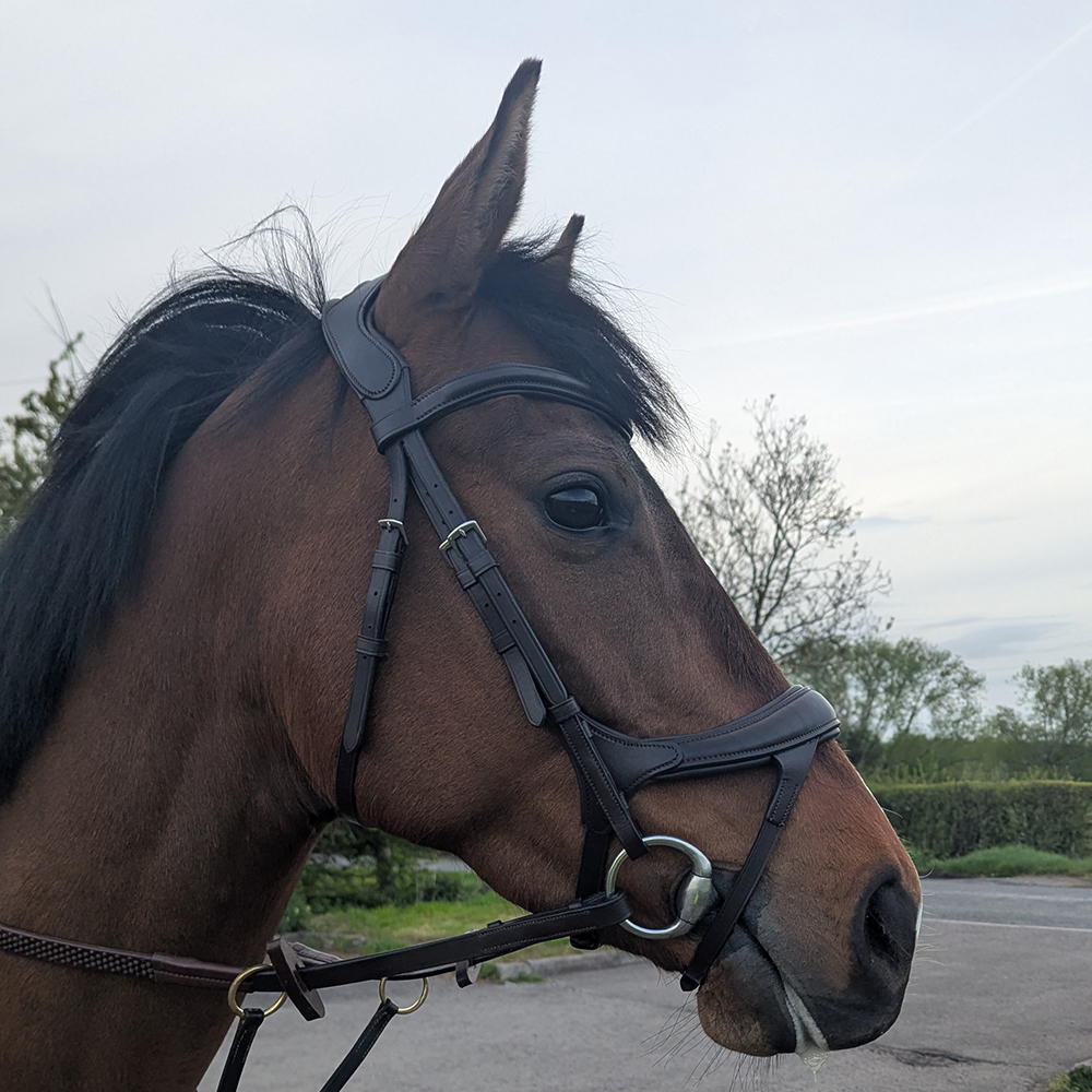 Side profile showing the Collegiate ComfiTec Vogue Anatomical Bridle fitted to a sensitive Thoroughbred.