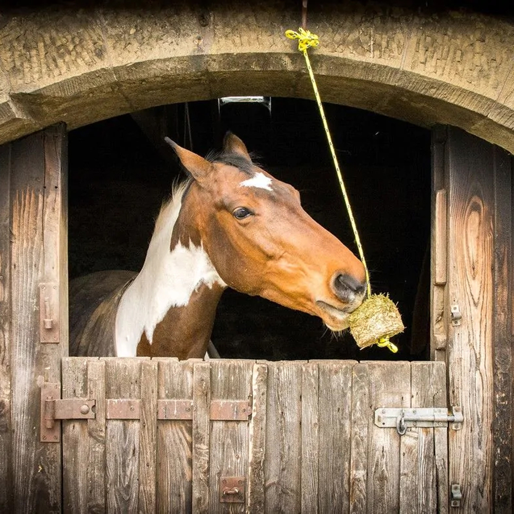 Skewbald horse in stable playing with Silvermoor Swinger Treat