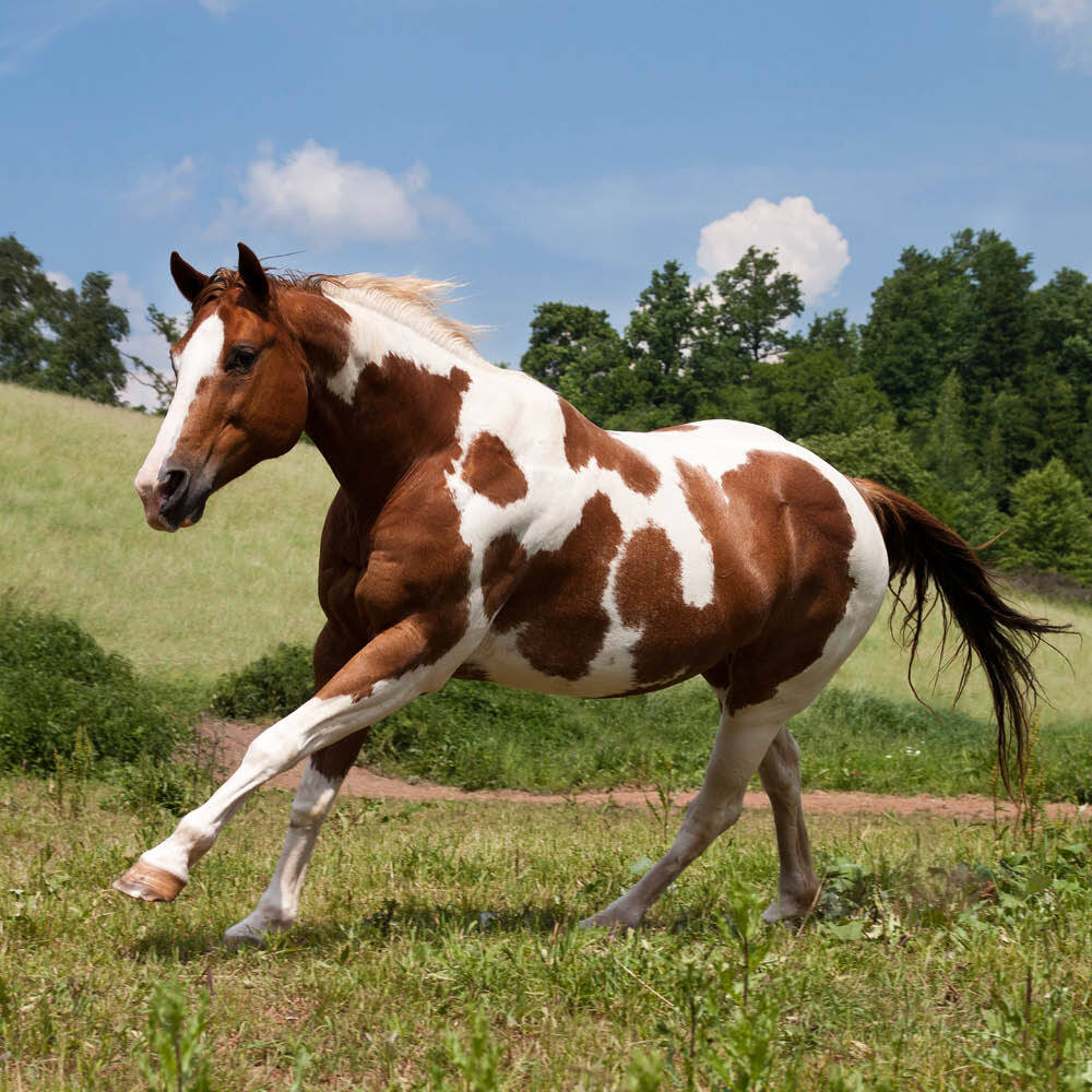 Skewbald horse running in field Skewbald horse running in field