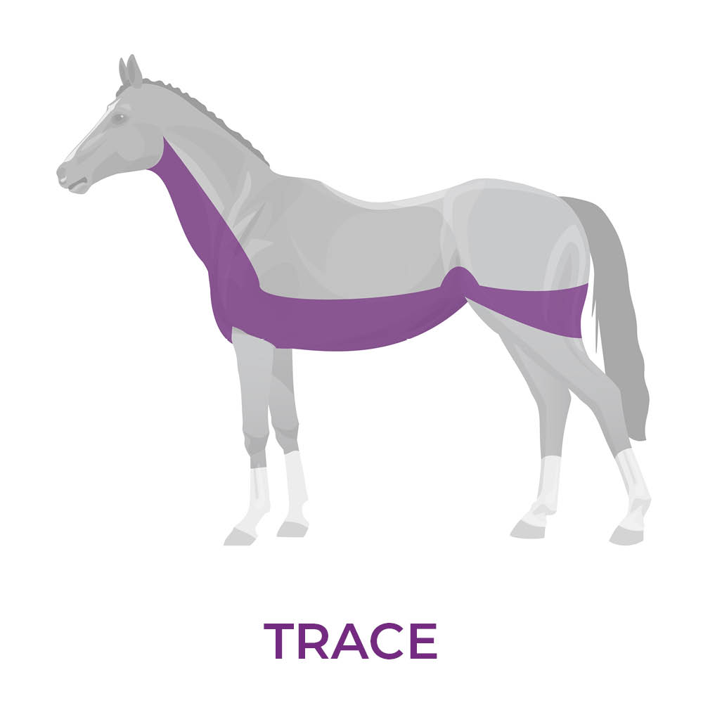 Image of horse with a trace clip showing which area has the hair removed