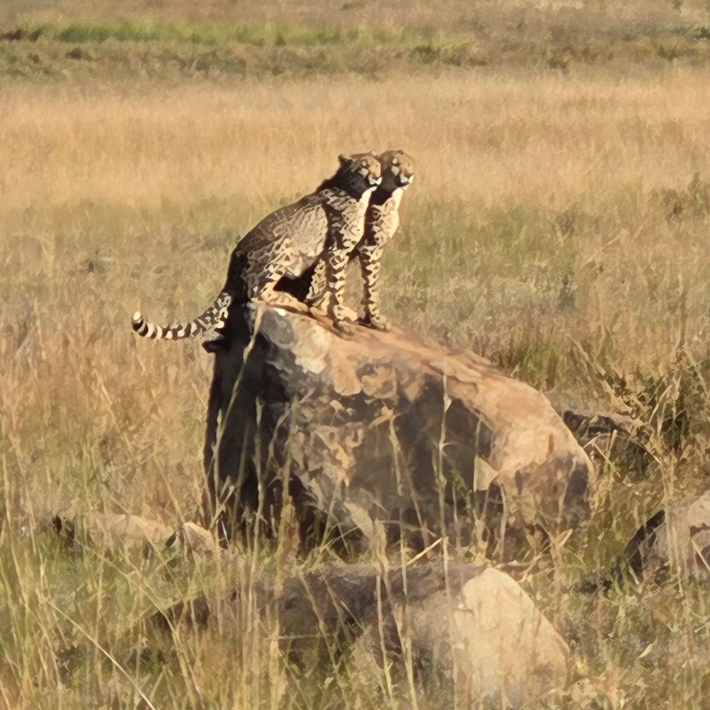 Wild giraffe spotted during horseback safari in the African savannah