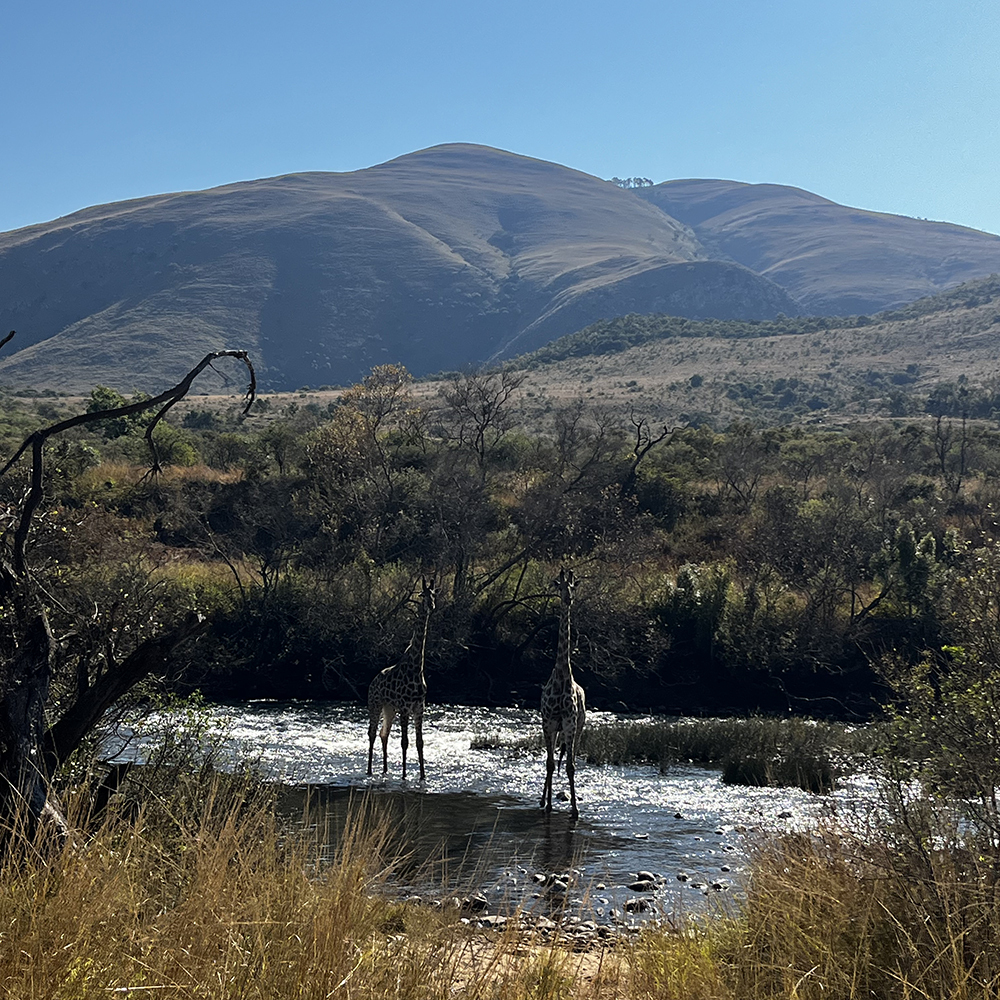 Two wild giraffes crossing a river seen from horseback on safari in South Africa
