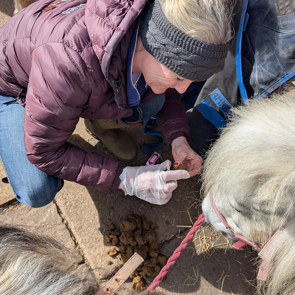 Dinky Ponies Worm Egg Count